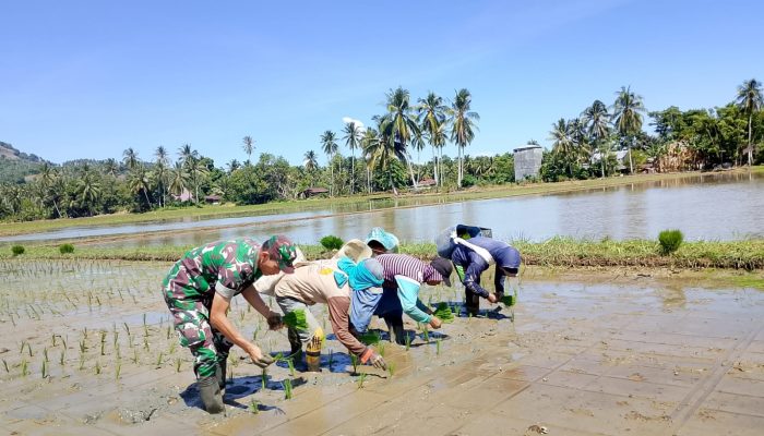 Serma Mody Hardi Mewengkang melaksanakan pendampingan pertanian menanam padi pada kelompok tani mekar 1. Desa Motomingo, Kec Gentuma Raya, Kab Gorontalo Utara