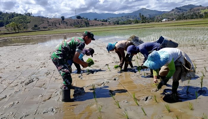 Serma Mody Hardi Mewengkang melaksanakan pendampingan pertanian menanam padi pada kelompok tani mekar 1. Desa Motomingo, Kec Gentuma Raya, Kab Gorontalo Utara