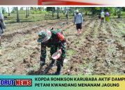 Kopda Ronikson Karubaba Aktif Dampingi Petani Kwandang Menanam Jagung