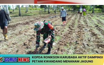 Kopda Ronikson Karubaba Aktif Dampingi Petani Kwandang Menanam Jagung