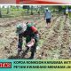 Kopda Ronikson Karubaba Aktif Dampingi Petani Kwandang Menanam Jagung