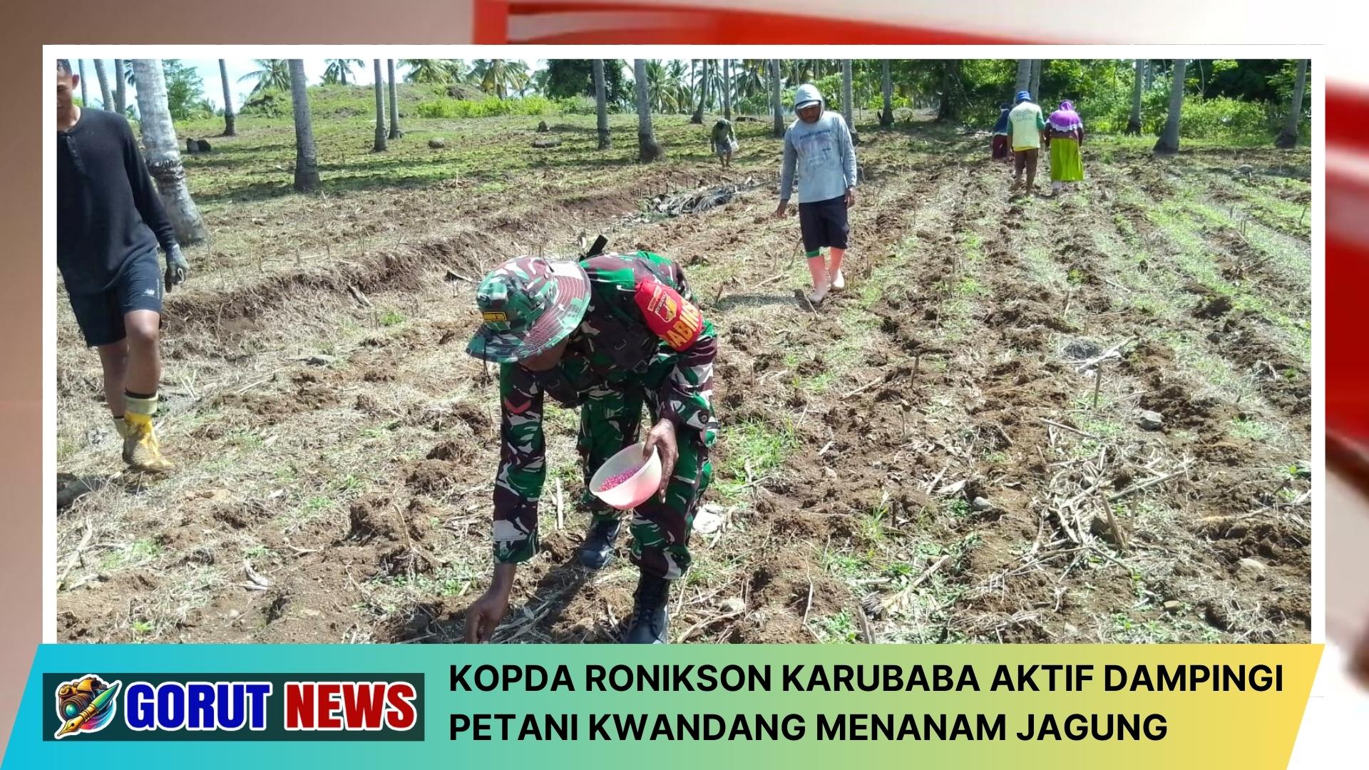 Kopda Ronikson Karubaba Aktif Dampingi Petani Kwandang Menanam Jagung