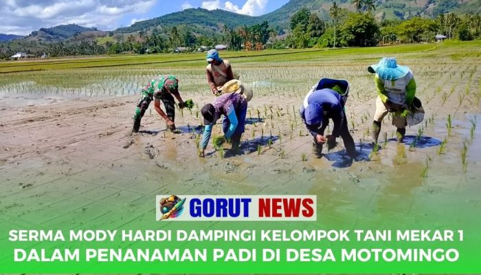 Serma Mody Hardi Dampingi Kelompok Tani Mekar 1 dalam Penanaman Padi di Desa Motomingo