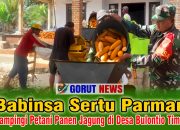 Babinsa Sertu Parman Dampingi Petani Panen Jagung di Desa Bulontio Timur