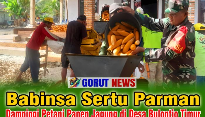 Babinsa Sertu Parman Dampingi Petani Panen Jagung di Desa Bulontio Timur