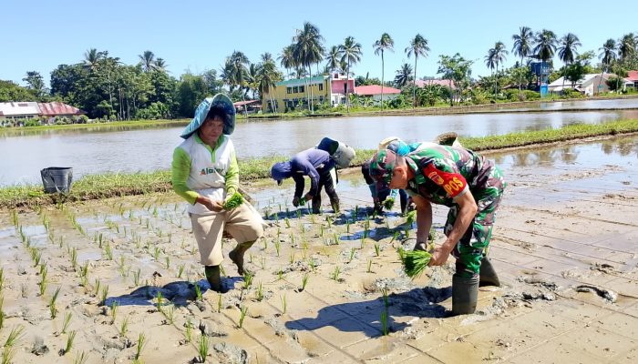 Serma Mody Hardi Mewengkang melaksanakan pendampingan pertanian menanam padi pada kelompok tani mekar 1. Desa Motomingo, Kec Gentuma Raya, Kab Gorontalo Utara