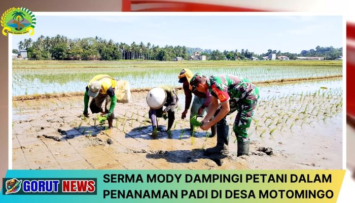 Serma Mody Dampingi Petani Dalam Penanaman Padi di Desa Motomingo