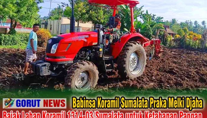 Babinsa Praka Melki Djaha Bajak Lahan Koramil 1314-03/Sumalata untuk Ketahanan Pangan