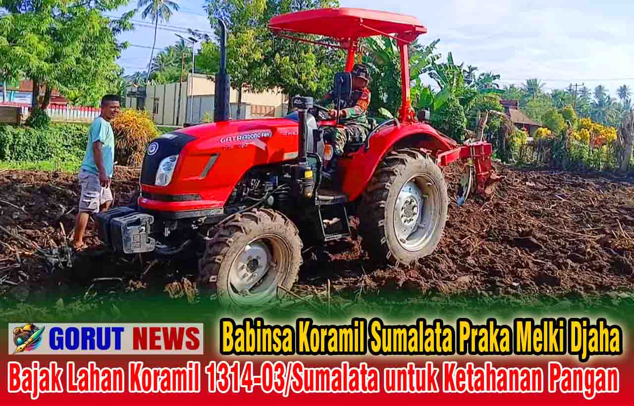 Babinsa Praka Melki Djaha Bajak Lahan Koramil 1314-03/Sumalata untuk Ketahanan Pangan