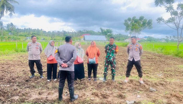 Babinsa dan Polsek Kwandang Bersinergi dalam Penanaman Jagung di Desa Bulalo