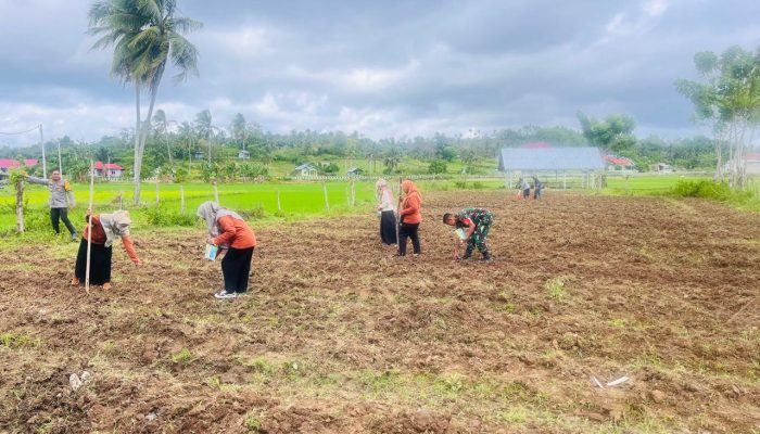 Babinsa dan Polsek Kwandang Bersinergi dalam Penanaman Jagung di Desa Bulalo