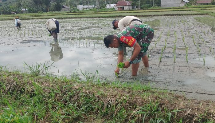 Babinsa Koramil 1314-03/Sumalata Mendampingi Kelompok Tani Huyula Satu dalam Penanaman Padi