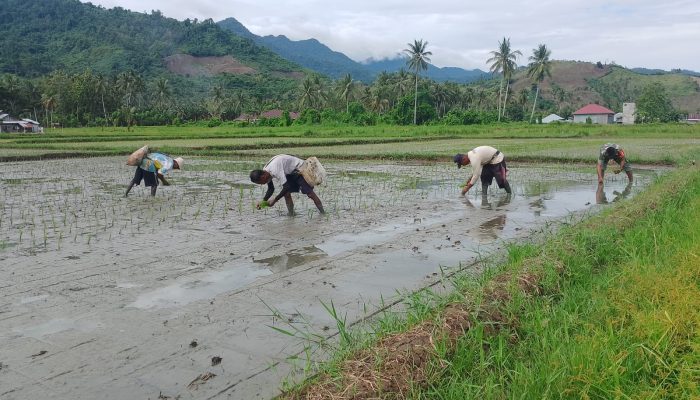 Babinsa Koramil 1314-03/Sumalata Mendampingi Kelompok Tani Huyula Satu dalam Penanaman Padi