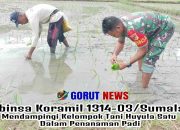 Babinsa Koramil 1314-03/Sumalata Mendampingi Kelompok Tani Huyula Satu dalam Penanaman Padi