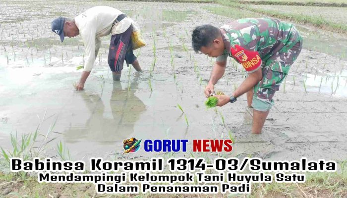 Babinsa Koramil 1314-03/Sumalata Mendampingi Kelompok Tani Huyula Satu dalam Penanaman Padi