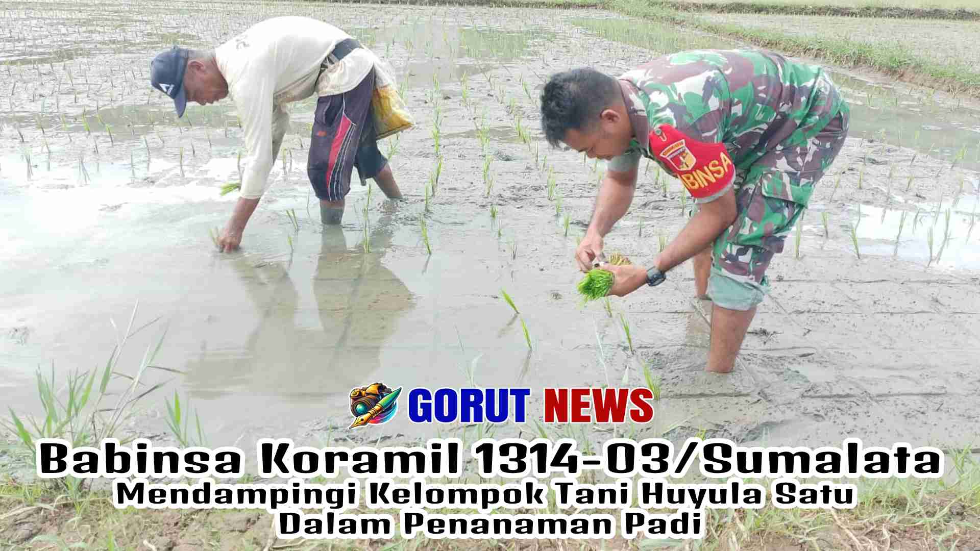 Babinsa Koramil 1314-03/Sumalata Mendampingi Kelompok Tani Huyula Satu dalam Penanaman Padi