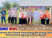 Babinsa dan Polsek Kwandang Bersinergi dalam Penanaman Jagung di Desa Bulalo