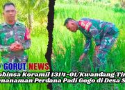 Babinsa Koramil 1314-01/Kwandang Tinjau Penanaman Perdana Padi Gogo di Desa Sogu