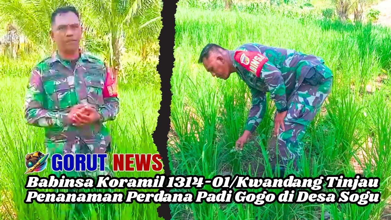 Babinsa Koramil 1314-01/Kwandang Tinjau Penanaman Perdana Padi Gogo di Desa Sogu