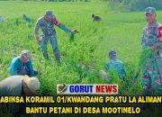 Babinsa Koramil 01/Kwandang Pratu La Alimanto Bantu Petani di Desa Mootinelo