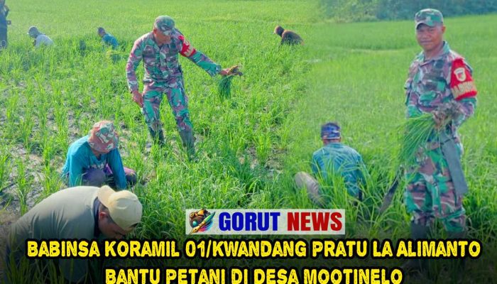 Babinsa Koramil 01/Kwandang Pratu La Alimanto Bantu Petani di Desa Mootinelo