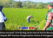Babinsa Koramil 1314-02/Atg Serka Harun Karim Bersama Kepala BPP Pantau Pengendalian Hama di Atinggola