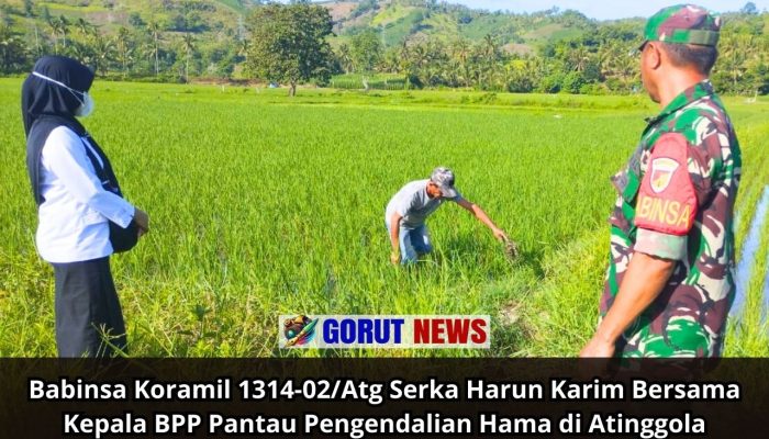 Babinsa Koramil 1314-02/Atg Serka Harun Karim Bersama Kepala BPP Pantau Pengendalian Hama di Atinggola