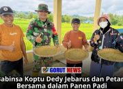 Babinsa Koptu Dedy Jebarus dan Petani Bersama dalam Panen Padi