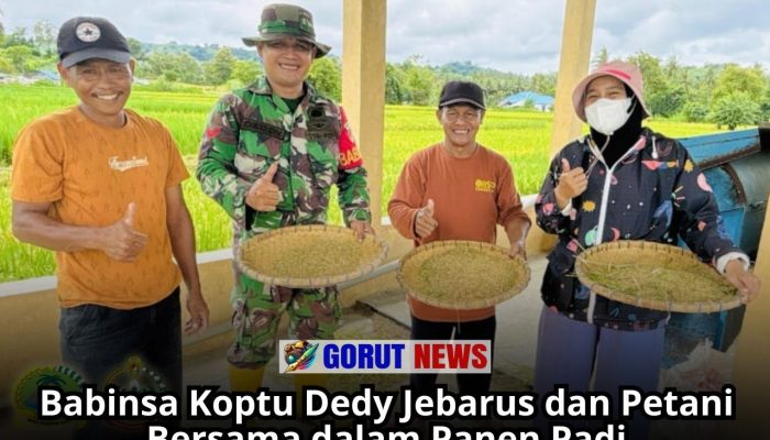 Babinsa Koptu Dedy Jebarus dan Petani Bersama dalam Panen Padi