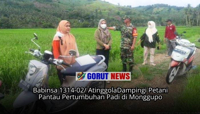 Babinsa Dampingi Petani Pantau Pertumbuhan Padi di Monggupo