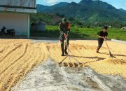 Babinsa Pratu Loppies Bantu Masyarakat Jemur Jagung di Desa Bulontio Timur, Kec. Sumalata