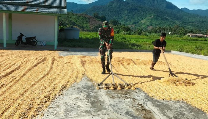 Babinsa Pratu Loppies Bantu Masyarakat Jemur Jagung di Desa Bulontio Timur, Kec. Sumalata