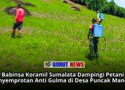 Babinsa Koramil Sumalata Dampingi Petani Penyemprotan Anti Gulma di Desa Puncak Mandiri