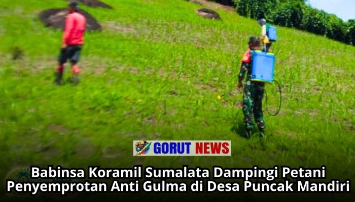Babinsa Koramil Sumalata Dampingi Petani Penyemprotan Anti Gulma di Desa Puncak Mandiri