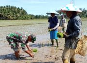 Babinsa Koramil 03/Sumalata Dampingi Petani Tanam Padi Varietas Ciherang Di Tolinggula