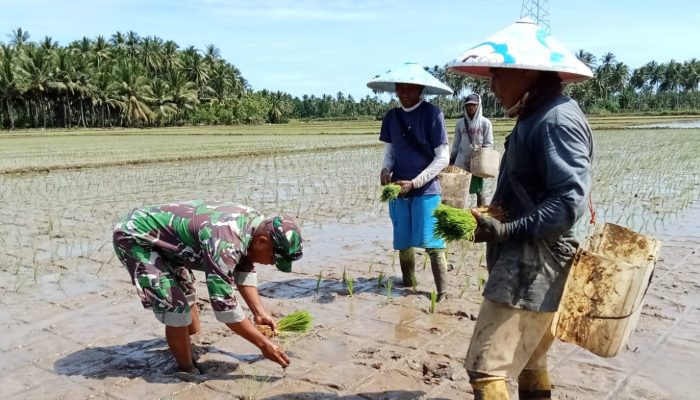 Babinsa Koramil 03/Sumalata Dampingi Petani Tanam Padi Varietas Ciherang Di Tolinggula