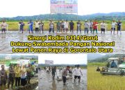 Sinergi Kodim 1314/Gorut Dukung Swasembada Pangan Nasional Lewat Panen Raya di Gorontalo Utara