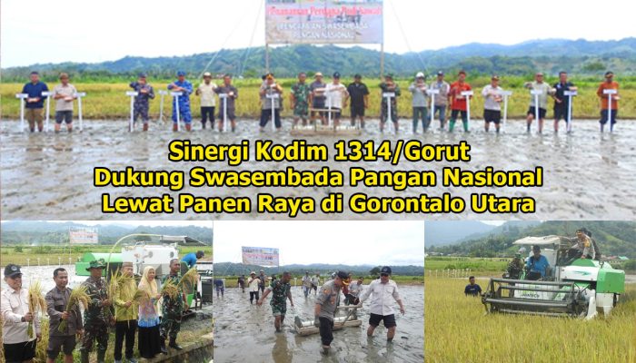 Sinergi Kodim 1314/Gorut Dukung Swasembada Pangan Nasional Lewat Panen Raya di Gorontalo Utara