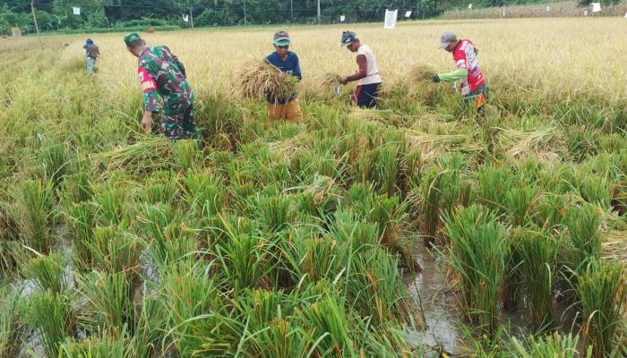 Kopda Mahmud Dampingi Kelompok Tani Panen Padi Demi Wujudkan Swasembada Pangan