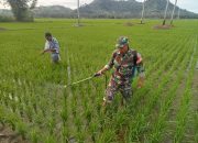 Serka Dahlan Babinsa Koramil 1314-03/Sumalata Dampingi Penyemprotan Hama di Sawah Molangga