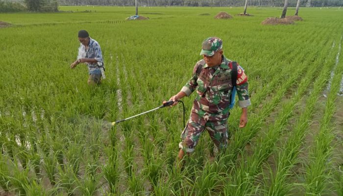 Serka Dahlan Babinsa Koramil 1314-03/Sumalata Dampingi Penyemprotan Hama di Sawah Molangga