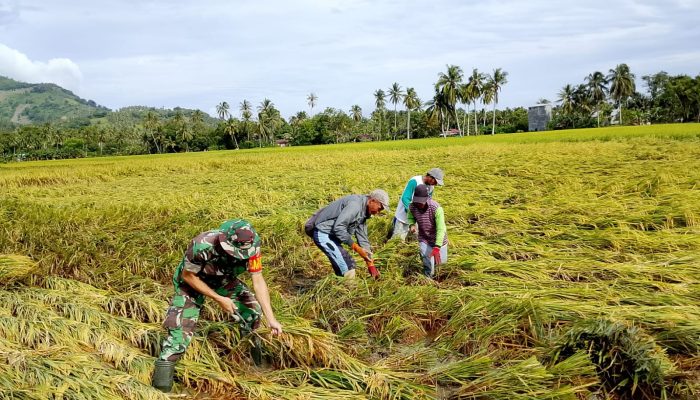 Babinsa Serma Mody Dampingi Panen Padi Di Motomingo