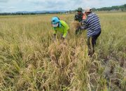 Babinsa Sertu Amandus Bulurdity Dampingi Petani Panen Padi di Desa Ipilo
