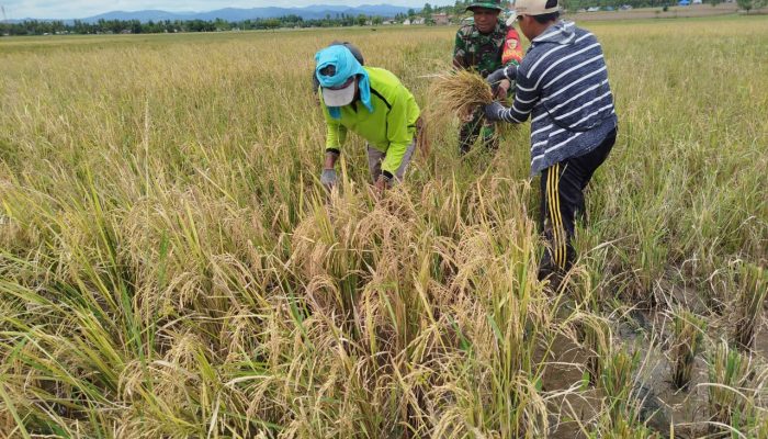 Babinsa Sertu Amandus Bulurdity Dampingi Petani Panen Padi di Desa Ipilo