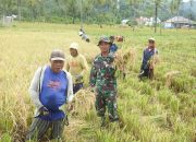Babinsa Kopda Mahmud Bantu Petani Panen Padi di Desa Moluo