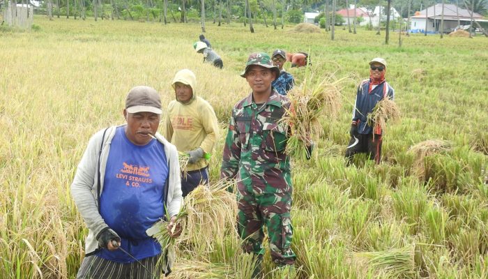 Babinsa Kopda Mahmud Bantu Petani Panen Padi di Desa Moluo