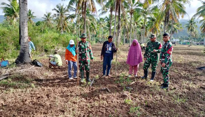 Sukseskan Swasembada Pangan, Babinsa Koramil 06/Suwawa Tengah Dampingi Penanaman Padi Gogo