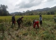 Serka Dahlan Dampingi Panen Padi di Desa Ilotunggula 