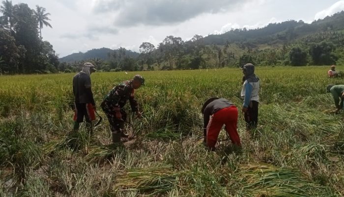 Serka Dahlan Dampingi Panen Padi di Desa Ilotunggula 
