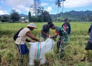 Pratu Melky Dampingi Panen Padi Sawah Situbagendit di Desa Ilotunggula